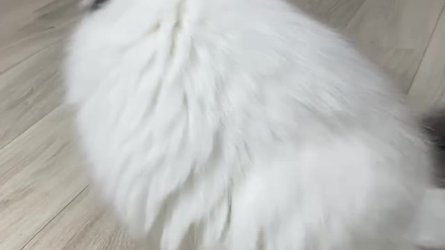 a quick cat