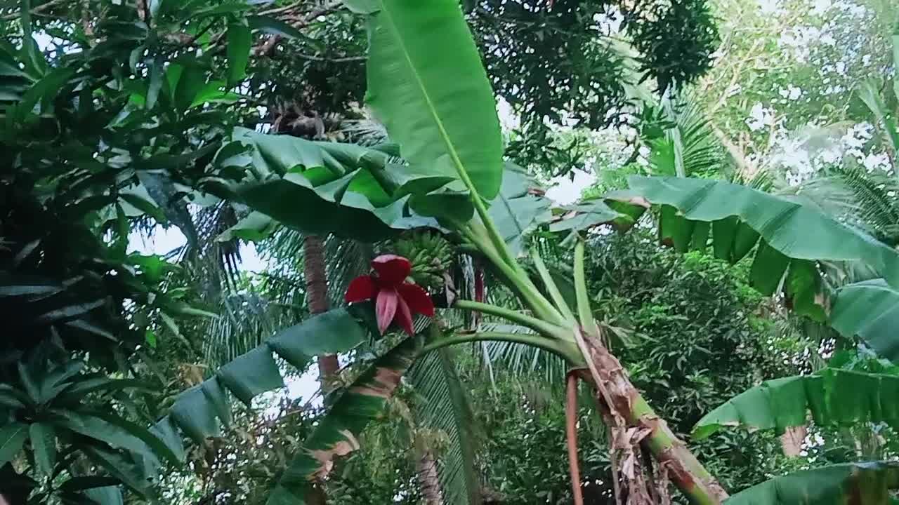 Afternoon in philippines