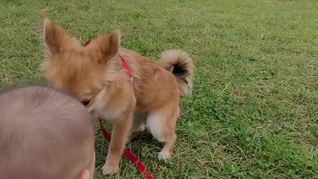 Korea country dog with baby