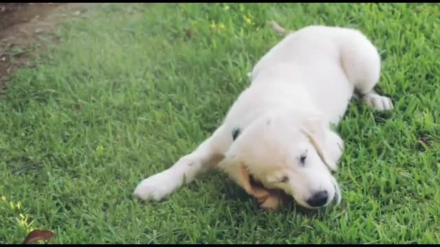 Cute puppies playing with owner | funny dogs video