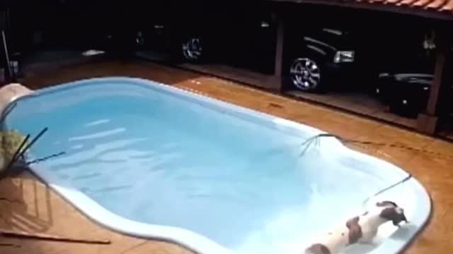 ❗️ In Brazil, a pit bull rushed to the pool and rescued a drowning puppy