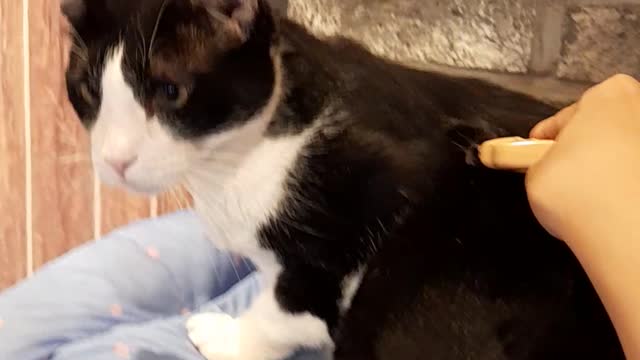 Brushing a black cat's fur while washing her face