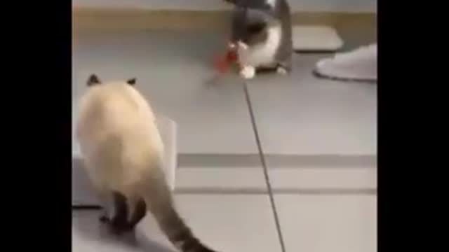 Funniest Cats 😹 - Try not to Laugh😂 - Funny Cats Behaving Badly