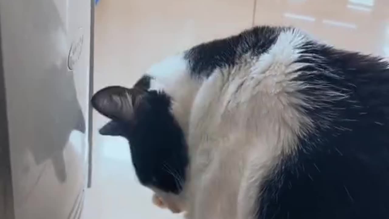 Funny and Cute Cats Videos #308