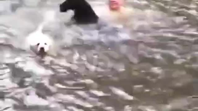 My dog can swim very well