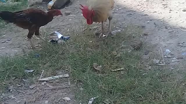 Funny animals videos