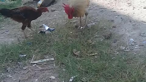 Funny animals videos