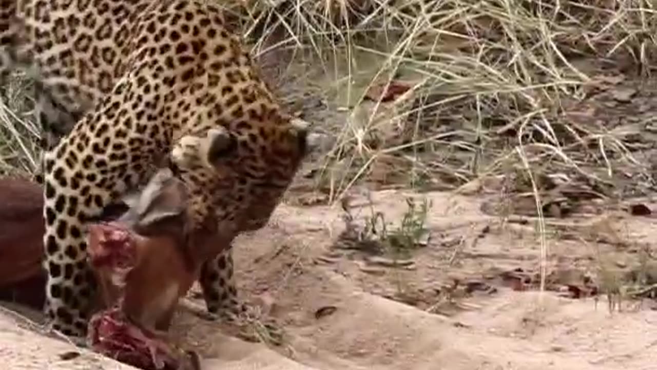 Exhausted Leopard Unable to Drag Massive Carcass Any Further!