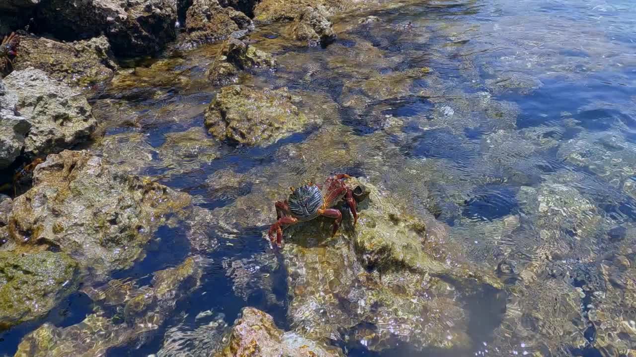 Crab jumping on stony coral reefs in transparent sea water. Sea animal, flora and fauna ocean world