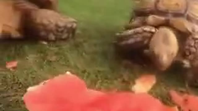 This is turtle haven