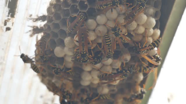 BEE IN COLONY