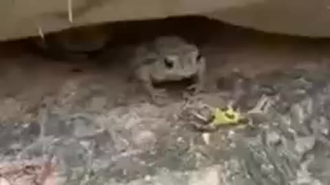 Frog fight