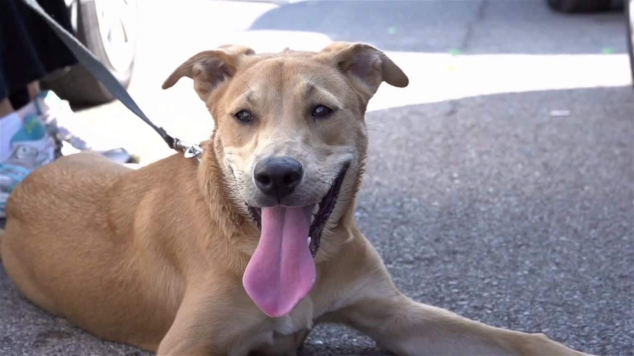 Tired dog relaxing on parking lot ground