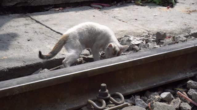 Cat walks near the rail. Old Town, Hanoi Vietnam