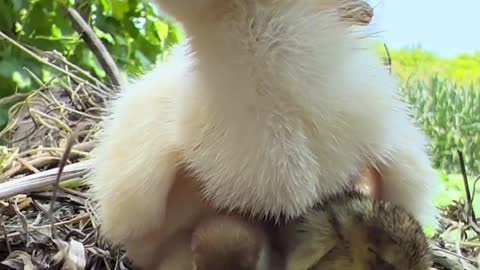 A flock of cute chicks