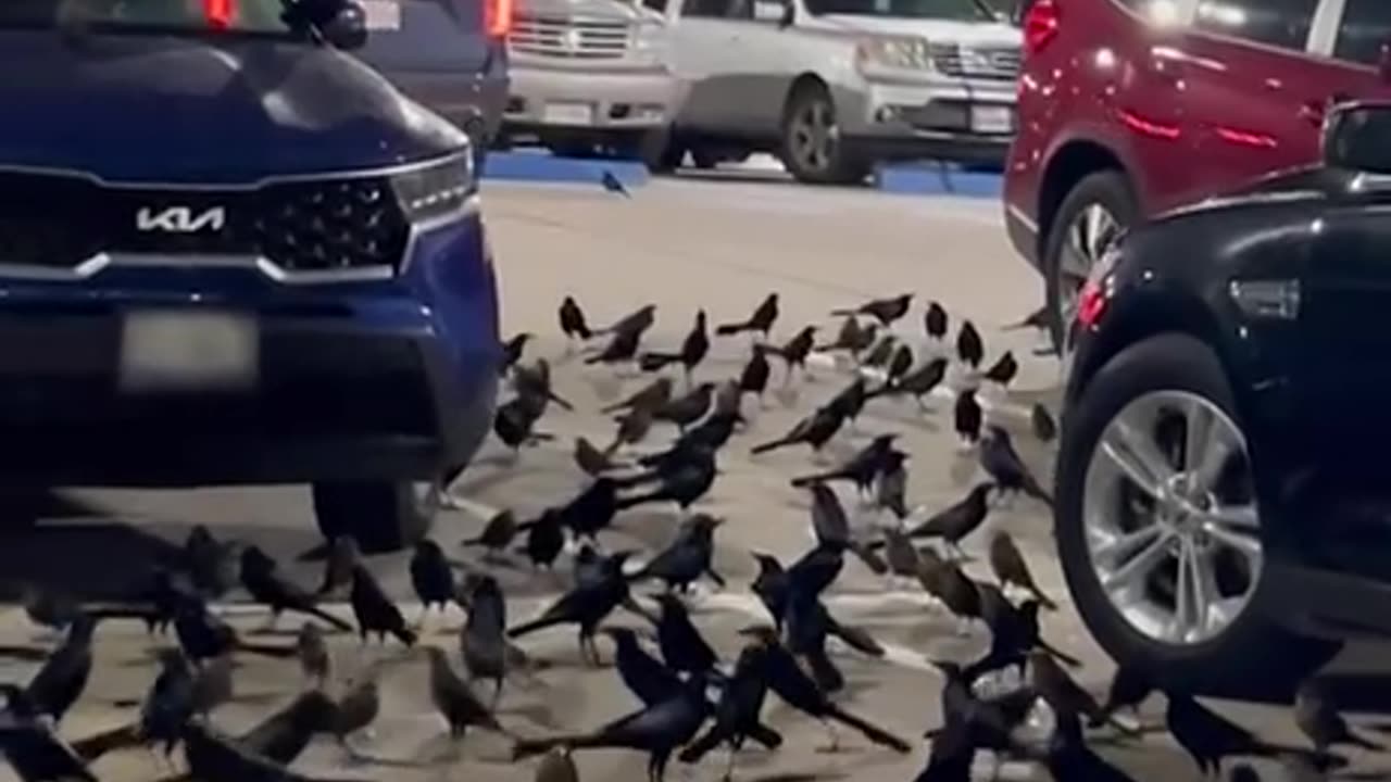 Crows descend in Texas