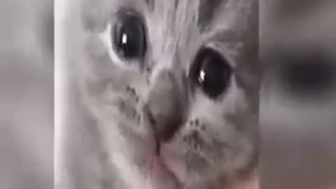 😂 Funniest Cats and Dogs Videos 😺🐶 🥰Hilarious Animal 😂 Not To Laugh 😅 Trending Funny Animals 😺🐶 🥰_3