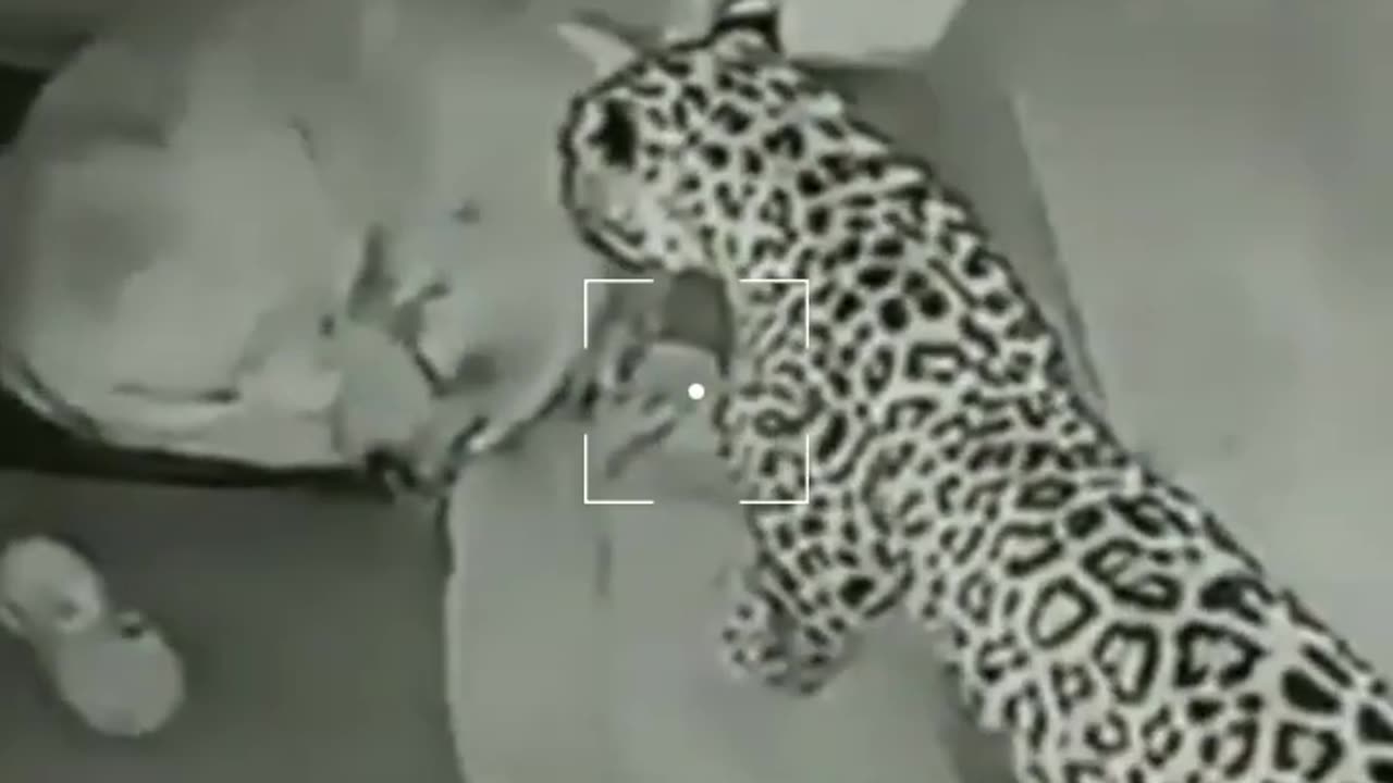 How leopard attack the security dog