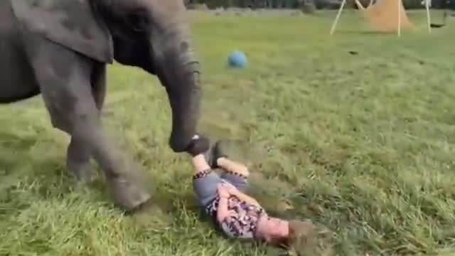 Funny elephant playing with human.