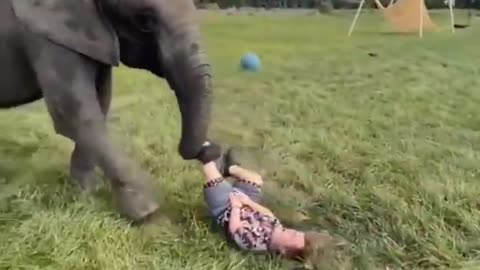 Funny elephant playing with human.