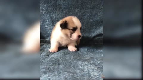 Baby Dogs - Cute and Funny Dog Videos Compilation