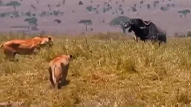 Buffalo fights Lion and the result Wild Animal