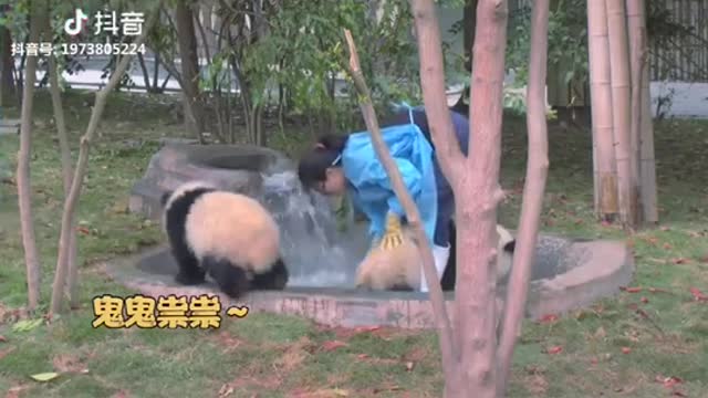 Panda Funny video| panda playing in the park | Adorable| Cute Panda