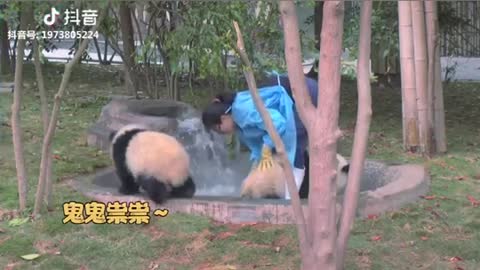 Panda Funny video| panda playing in the park | Adorable| Cute Panda