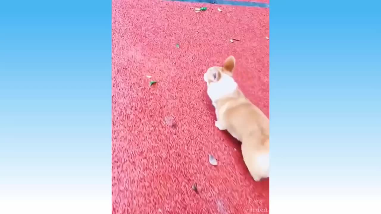 Cute & Funny Pet Compilation (#143)