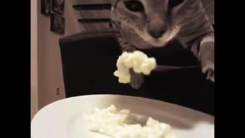 Very Short video makes you live only 30 seconds of cat life in the street