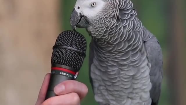 talking parrot like crazy