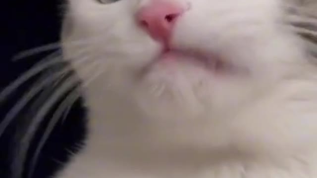 Cats make me laugh