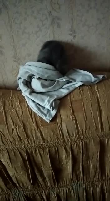 Kitten is going out from T-shirt