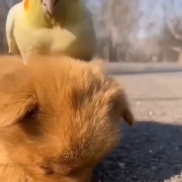 It's time to sleep 🤣 Funniest 🐶 Dogs and - Awesome Funny Pet Animals