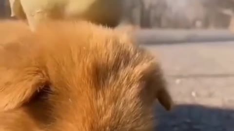 It's time to sleep 🤣 Funniest 🐶 Dogs and - Awesome Funny Pet Animals