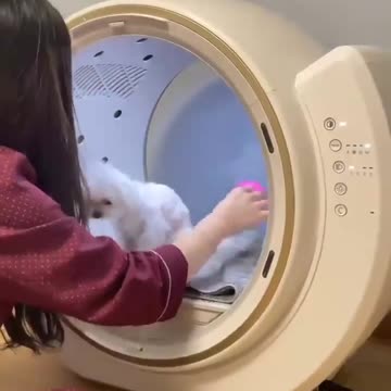 Lovely little dog that dries up after a bath with a new appliance. Really beautiful.