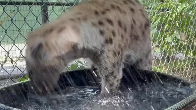 For everyone asking about what we do for the animals on hot days