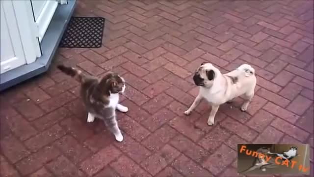 When Dogs And Cats Meet For The First Time