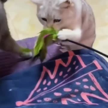 Angry cat vs poor cat Let me explain it was an accident😅