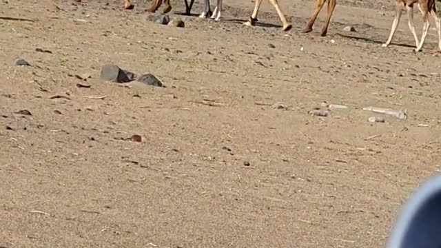 Camel in the desert with a small girl