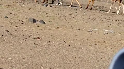 Camel in the desert with a small girl