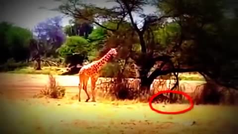 lion vs giraffe