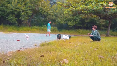 4K Quality Animal Footage - Dogs and Puppies Beautiful Scenes | Viral Dog Puppy