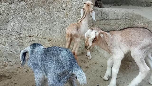 Goat funny three Baby Goat Fun Video animal pet animal 🐐🐐🐐🐐🐐🐐