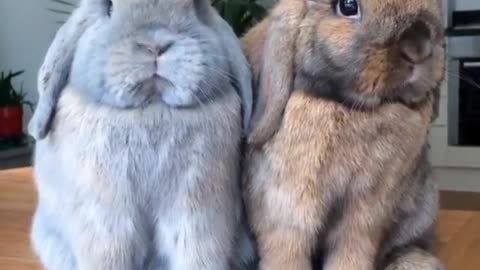 The long-eared rabbit's nose keeps sniffing