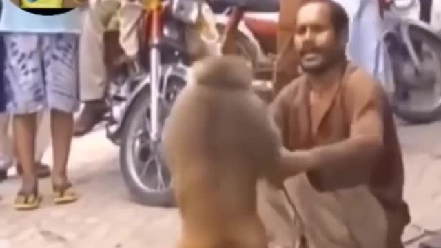 Funny monkey fighting a dog😂