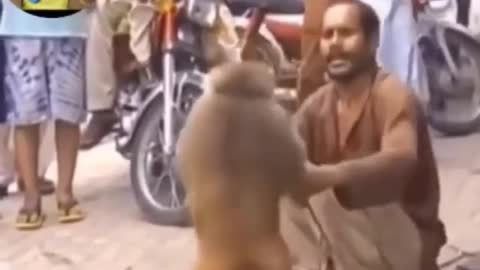 Funny monkey fighting a dog😂