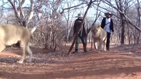 Mufti Menk With Lions !!