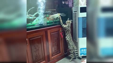 Cats React to Funny Fish - Funny Cat and Fish Reaction Compilation