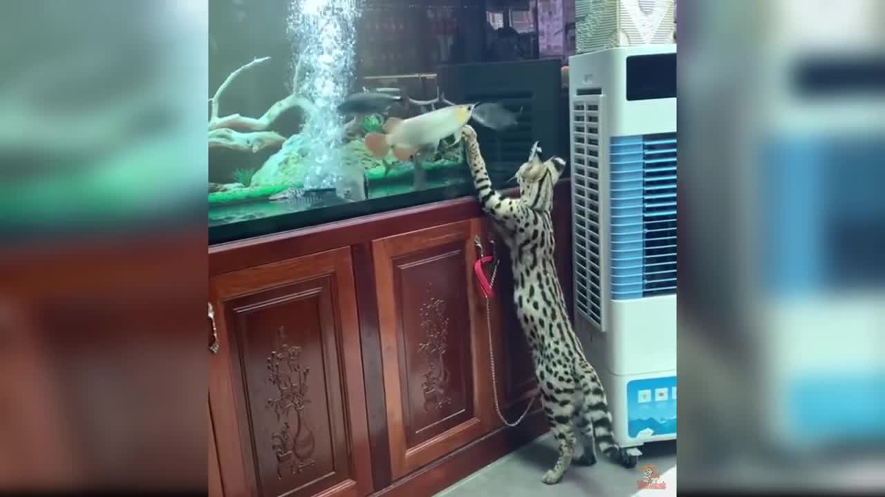 Cats React to Funny Fish - Funny Cat and Fish Reaction Compilation